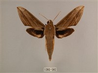 背線天蛾藏品圖，第1張