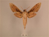 背線天蛾藏品圖，第2張