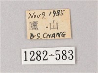 臺灣白肩天蛾藏品圖，第3張