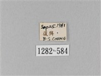 馬尾松枯葉蛾藏品圖，第3張