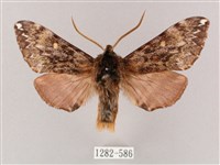 井上氏絨毛天蛾藏品圖，第1張