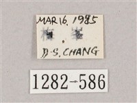 井上氏絨毛天蛾藏品圖，第3張