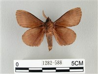 馬尾松枯葉蛾藏品圖，第2張