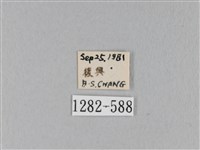 馬尾松枯葉蛾藏品圖，第3張