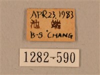 臺灣鷹翅天蛾藏品圖，第3張