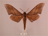 直翅六點天蛾藏品圖，第1張