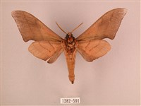 直翅六點天蛾藏品圖，第2張