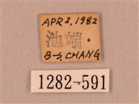 直翅六點天蛾藏品圖，第3張