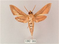 單斜紋天蛾藏品圖，第2張