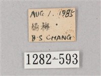 單斜紋天蛾藏品圖，第3張