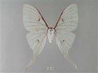 臺灣長尾水青蛾藏品圖，第1張