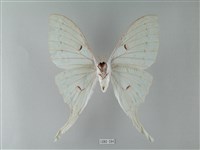 臺灣長尾水青蛾藏品圖，第2張