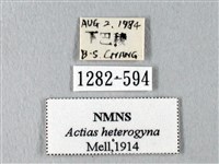 臺灣長尾水青蛾藏品圖，第3張