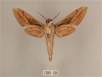 背線天蛾藏品圖，第2張
