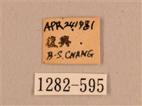 背線天蛾藏品圖，第3張