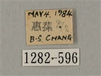 鬼臉天蛾藏品圖，第3張