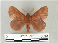 棕斜帶枯葉蛾藏品圖，第1張