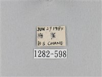 棕斜帶枯葉蛾藏品圖，第3張