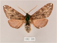 井上氏絨毛天蛾藏品圖，第1張