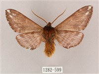 井上氏絨毛天蛾藏品圖，第2張