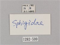 井上氏絨毛天蛾藏品圖，第3張