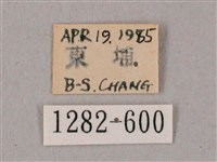 粗斜紋天蛾藏品圖，第3張