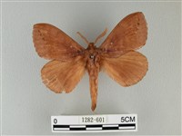 波紋枯葉蛾藏品圖，第1張