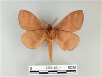 波紋枯葉蛾藏品圖，第2張