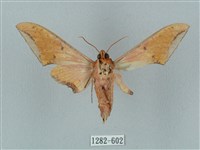 廣東鷹翅天蛾藏品圖，第2張