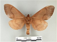 大褐斑枯葉蛾藏品圖，第2張