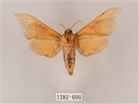 榆綠天蛾藏品圖，第2張