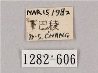 榆綠天蛾藏品圖，第3張