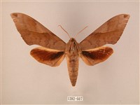 波紋豆天蛾藏品圖，第1張