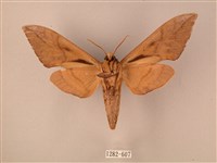 波紋豆天蛾藏品圖，第2張