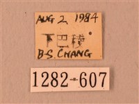 波紋豆天蛾藏品圖，第3張