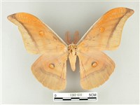 紅目天蠶蛾藏品圖，第1張