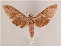 細斜紋霜天蛾藏品圖，第1張