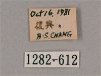 細斜紋霜天蛾藏品圖，第3張