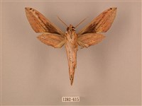 棕綠背線天蛾藏品圖，第2張