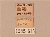 棕綠背線天蛾藏品圖，第3張