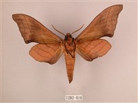 直翅六點天蛾藏品圖，第2張