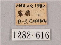 直翅六點天蛾藏品圖，第3張