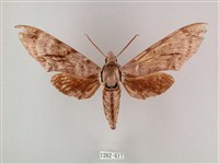 粗斜紋天蛾藏品圖，第1張