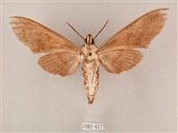 粗斜紋天蛾藏品圖，第2張