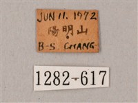 粗斜紋天蛾藏品圖，第3張