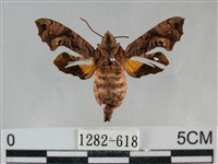 三角凹緣天蛾藏品圖，第1張