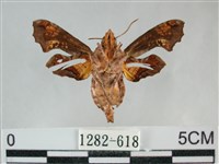 三角凹緣天蛾藏品圖，第2張