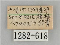 三角凹緣天蛾藏品圖，第3張