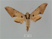 廣東鷹翅天蛾藏品圖，第1張