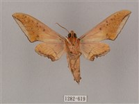 廣東鷹翅天蛾藏品圖，第2張